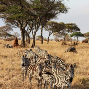 Beauty of wildlife by Camille Massida Photography